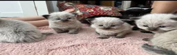 Ragdoll cats for sale: 2 beautiful ragdolls ready for their forever home - Advert 32