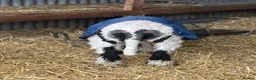 Sheep livestock for sale: Valais Blacknose available  - Advert 3