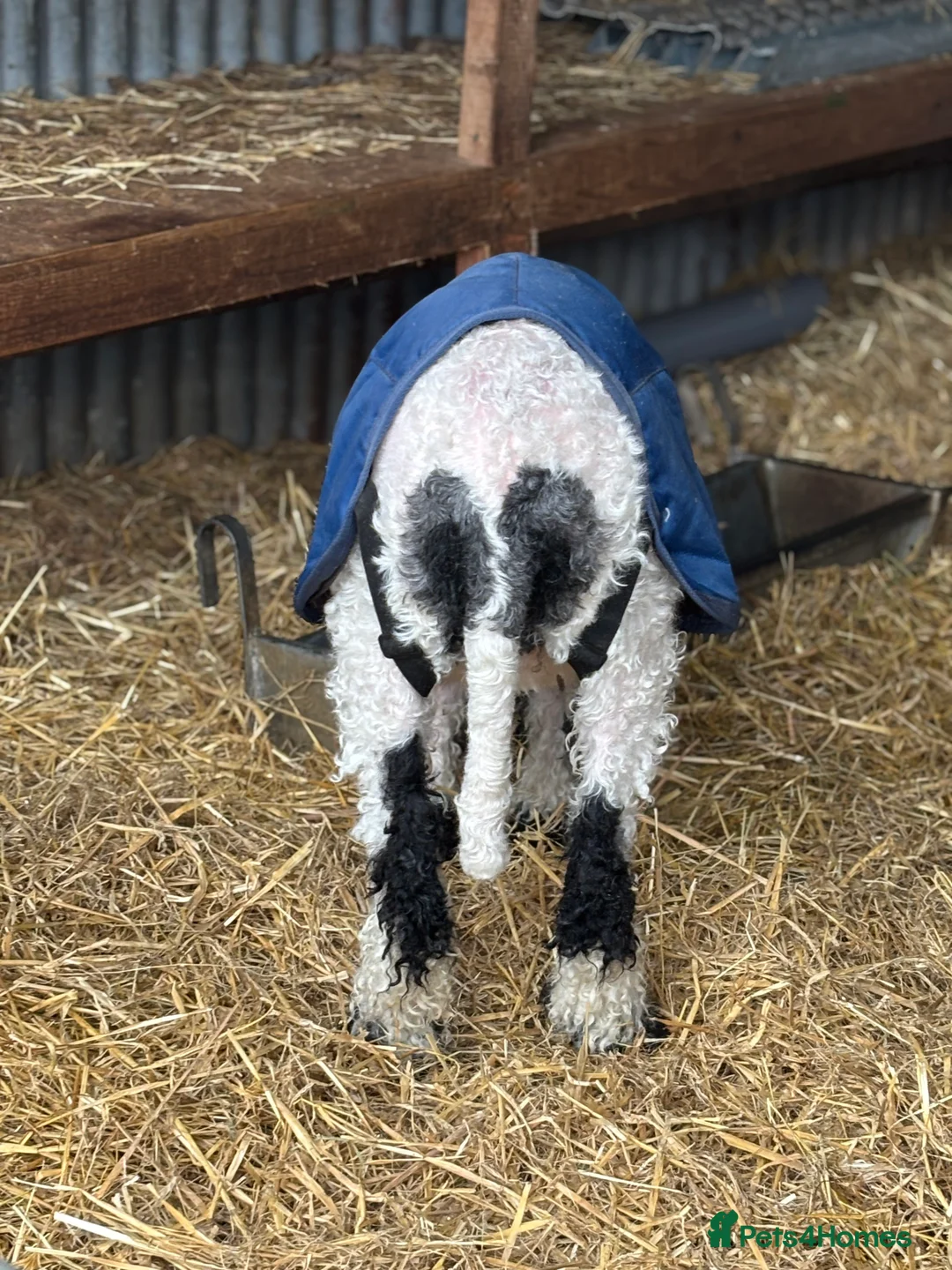 Sheep livestock for sale: Valais Blacknose available  - Advert 3