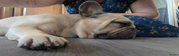 Mixed Breed dogs for adoption: 💙🐶 BEAR – A GENTLE SOUL BUILT FOR CUDDLES in Sutton-in-Ashfield - Advert 18