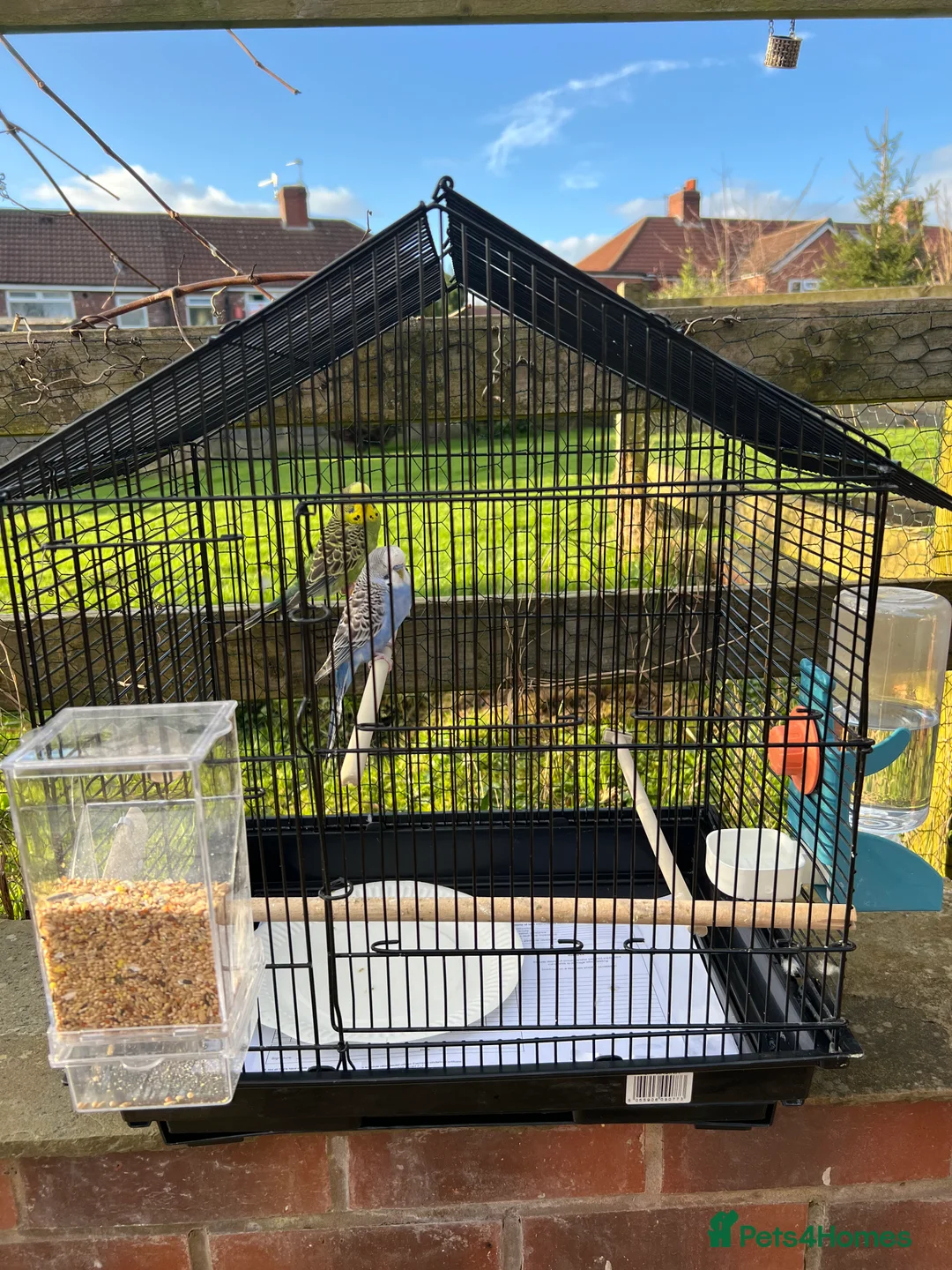 Budgerigars birds for sale: Pair of Young Budgies with Cage – 4 Months Old - Advert 5