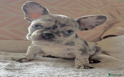 French Bulldog dogs for sale: French bulldog puppies health clear last boy in Hastings - Image 2