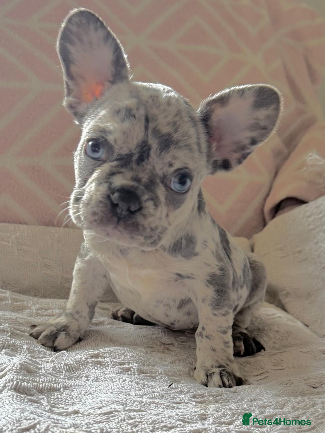 French Bulldog dogs for sale: French bulldog puppies health clear last boy in Hastings - Image 2