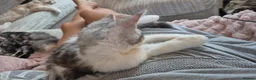 Maine Coon cats for sale: Maine coon baby floofs - Advert 8