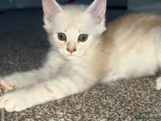 Maine Coon cats 🔥full Maine coon ready to leave 🔥 - Advert 1