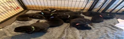 German Shepherd dogs for sale: 11 adorable bouncy German Shepard puppies  - Advert 5