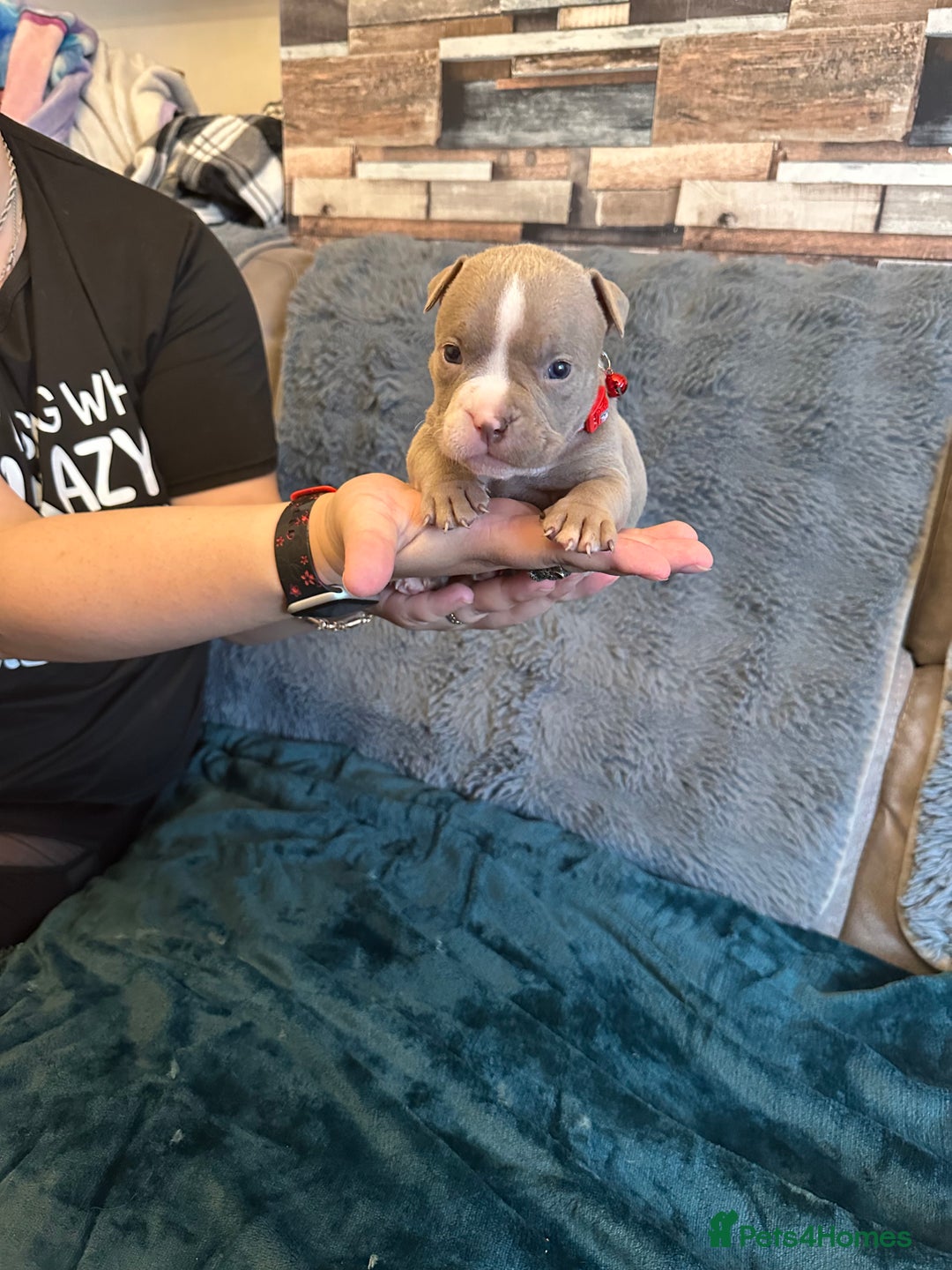 American Bully dogs for sale: 🐾 ABKC Registered Micro/Pocket Bully Puppies! 🐾 - Image 18