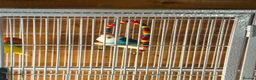 Lovebirds birds for sale: Beautiful Pair of Lovebirds 🐣🌈 - Advert 2