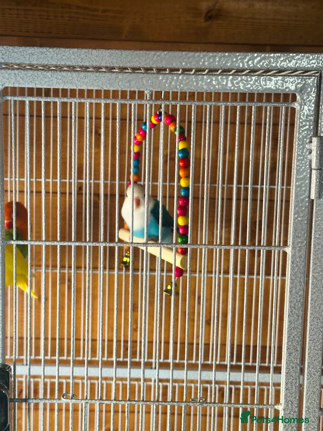 Lovebirds birds for sale: Beautiful Pair of Lovebirds 🐣🌈 - Advert 2
