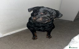 Rottweiler dogs for sale: Tank, 4yrs old full breed beautiful loyal dog!  - Image 8