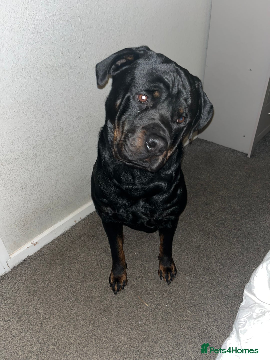 Rottweiler dogs for sale: Tank, 4yrs old full breed beautiful loyal dog!  - Image 8