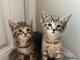 Mixed Breed cats RAGDOLL X KITTENS 💕💙 - Advert 4