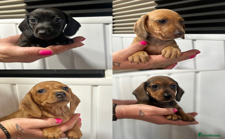 Miniature Dachshund dogs - Advert 3