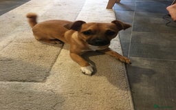 Chorkie dogs for sale: 9 month old male chorky  - Image 1