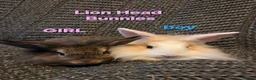 Lionhead rabbits for sale: Very tame Lion head bunnies 9 wk 1🩷1🩵 - Advert 5