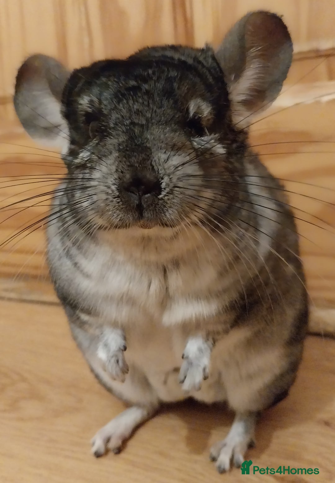 Chinchilla rodents for sale: Male chinchilla called Star - Advert 2