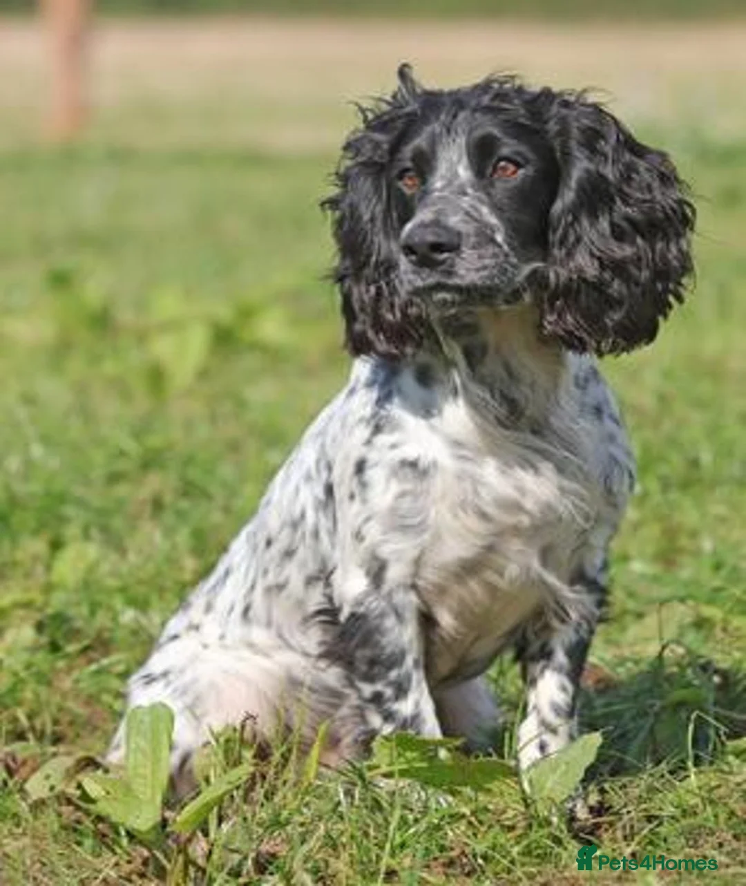 Cocker Spaniel dogs for sale: Working cocker spaniel puppies due 7th Sept - Advert 7
