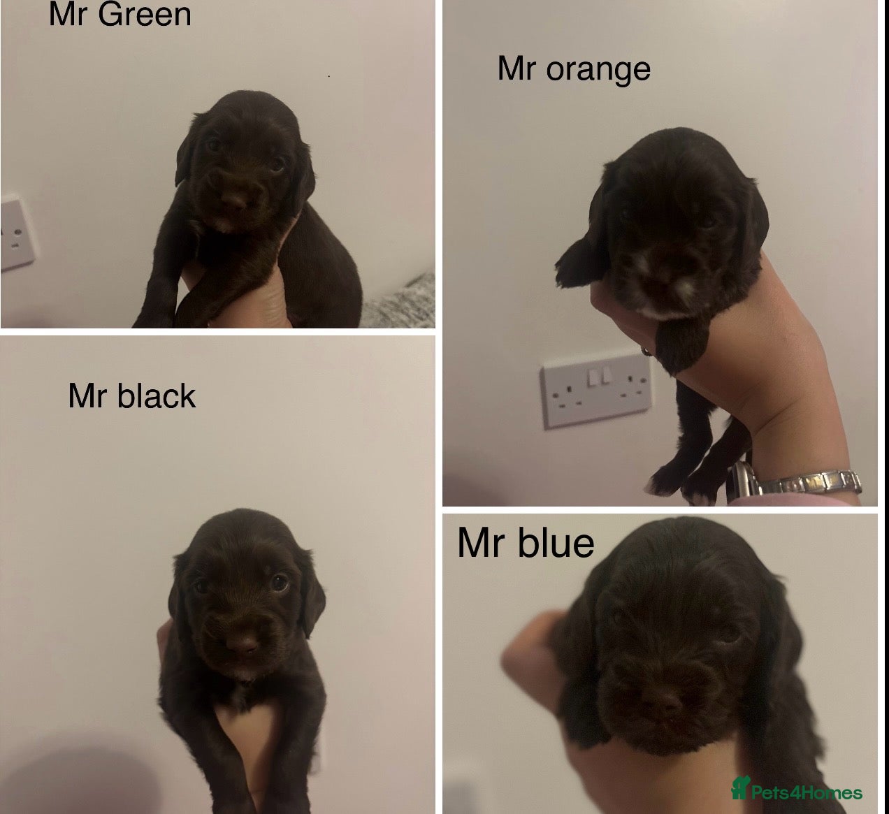 Cockapoo dogs Cockapoo f2b chocolate boys  - Advert 10