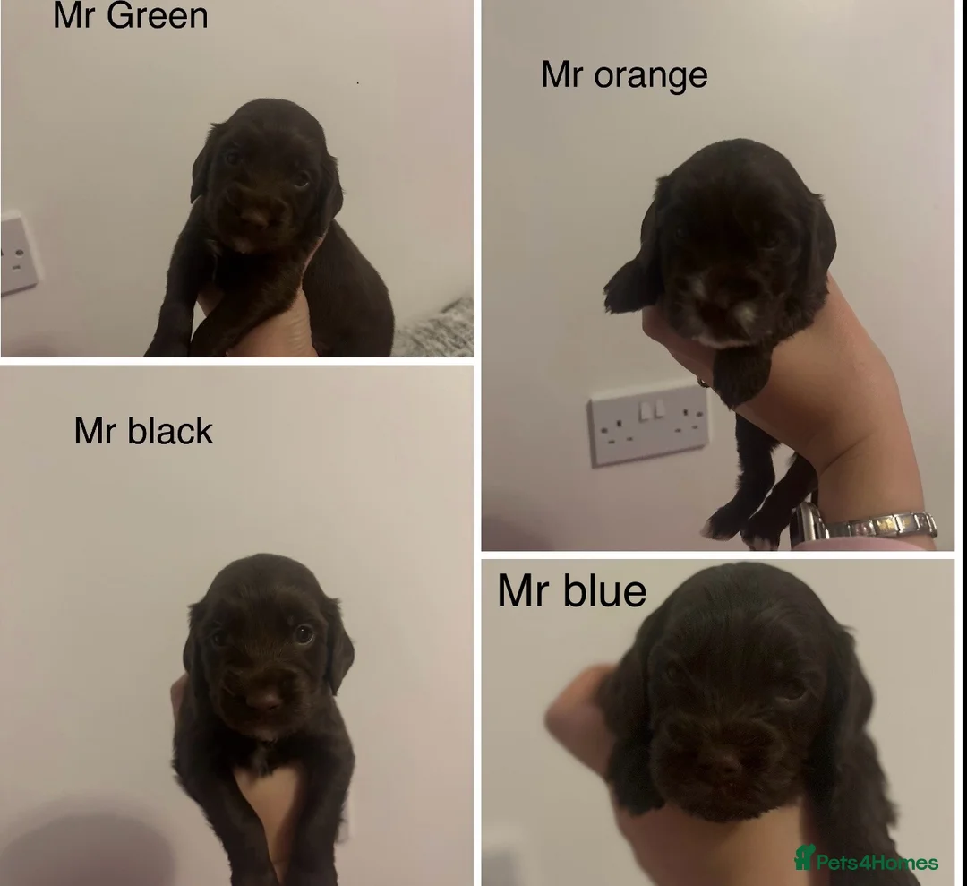 Cockapoo dogs for sale: Cockapoo f2b chocolate boys  - Advert 2