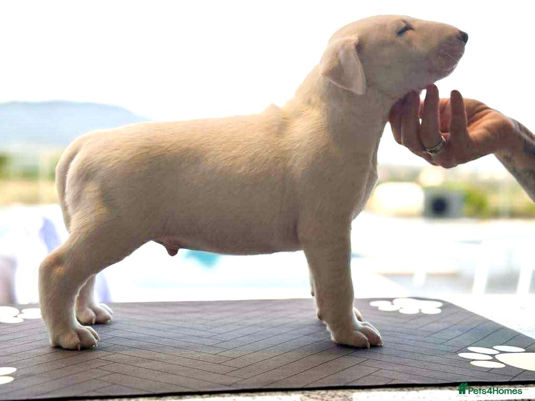 English Bull Terrier dogs for sale: Bull terrier puppies sired by uk champion  - Image 8