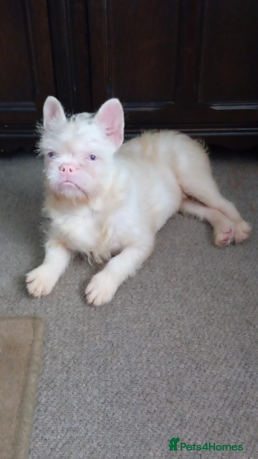 French Bulldog dogs for sale: Koi wirehair French bulldog  - Advert 7