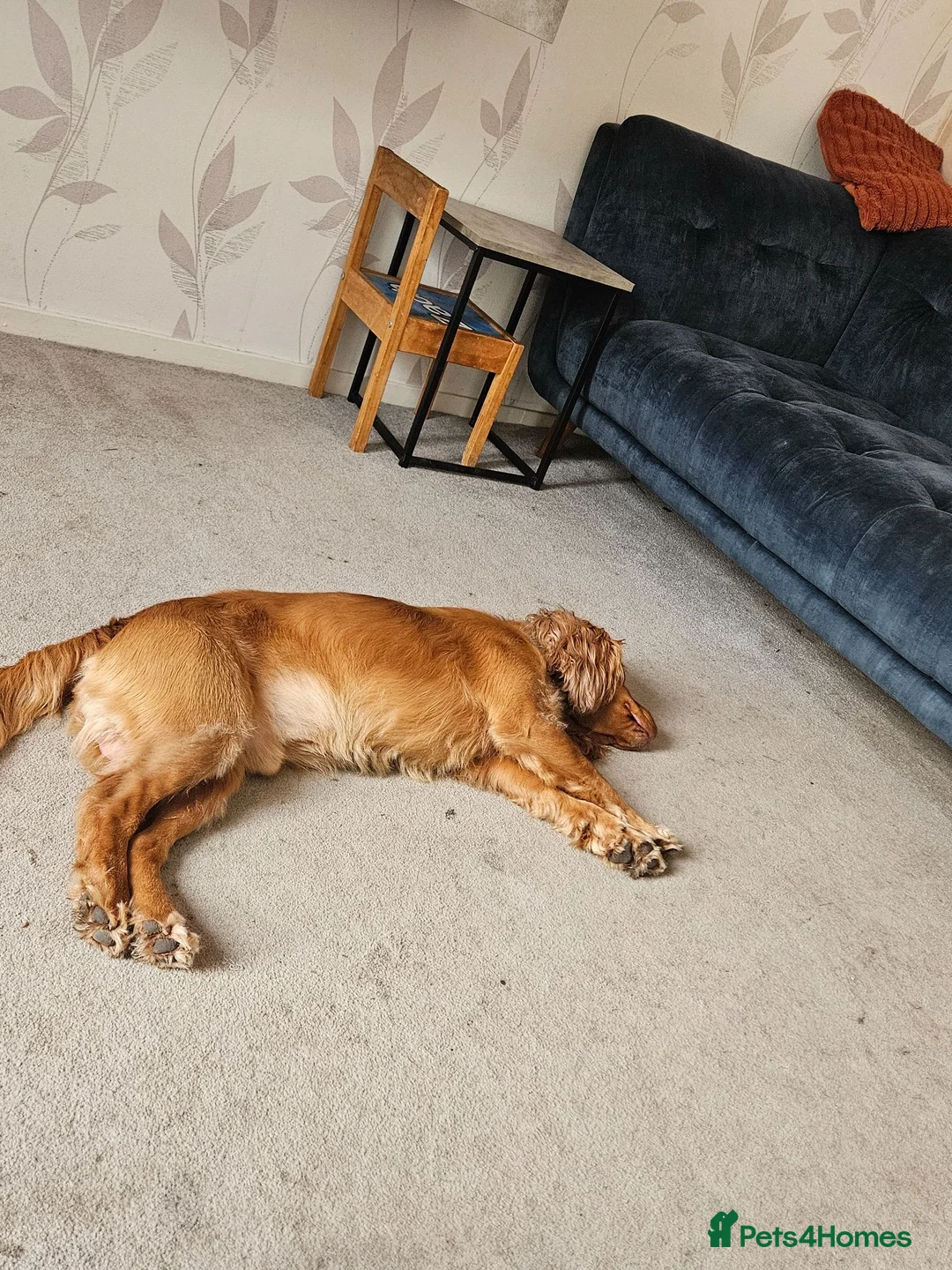 Cocker Spaniel dogs for sale: Buster beautiful cocker spaniel  - Advert 2
