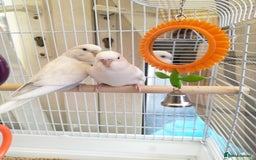 Budgerigars birds for sale: Baby buggies  - Image 1