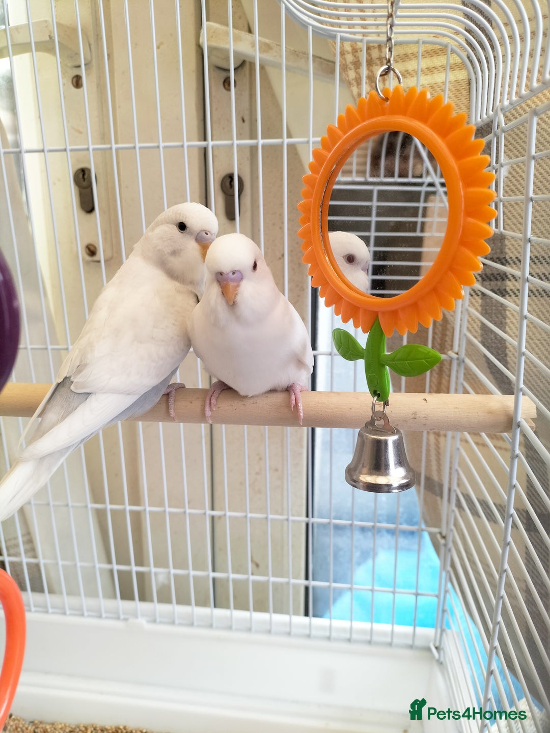 Budgerigars birds for sale: Baby buggies  - Image 1