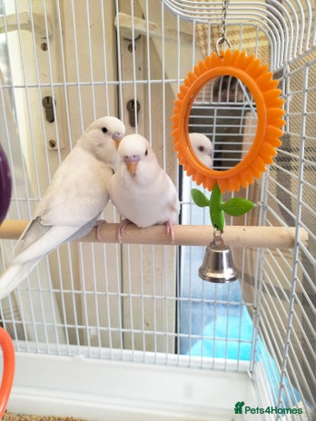 Budgerigars birds - Advert 12
