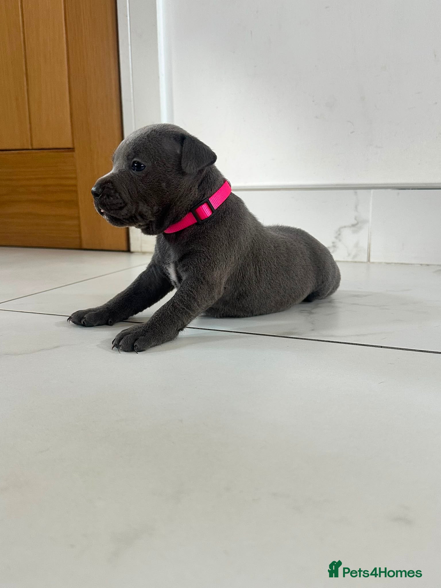Staffordshire Bull Terrier dogs Staff puppies  - Advert 1