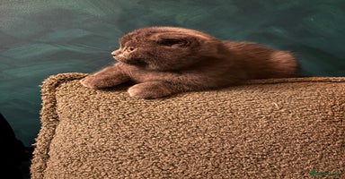 Scottish Fold cats - Advert 3