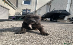 Staffordshire Bull Terrier dogs for sale: Staffy pups for sale - Image 2