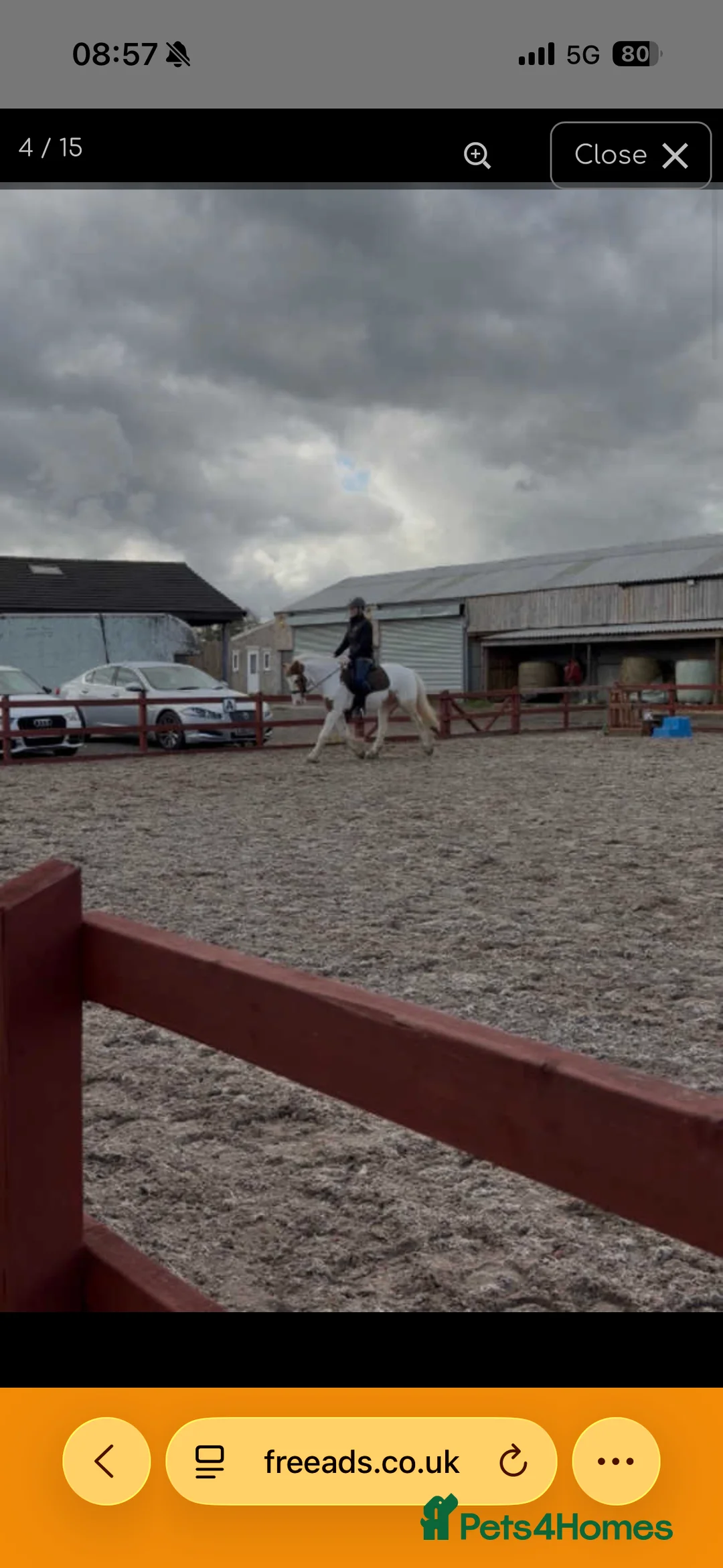 Irish Cob horses for sale: Joey 14.2 Cob  - Advert 9