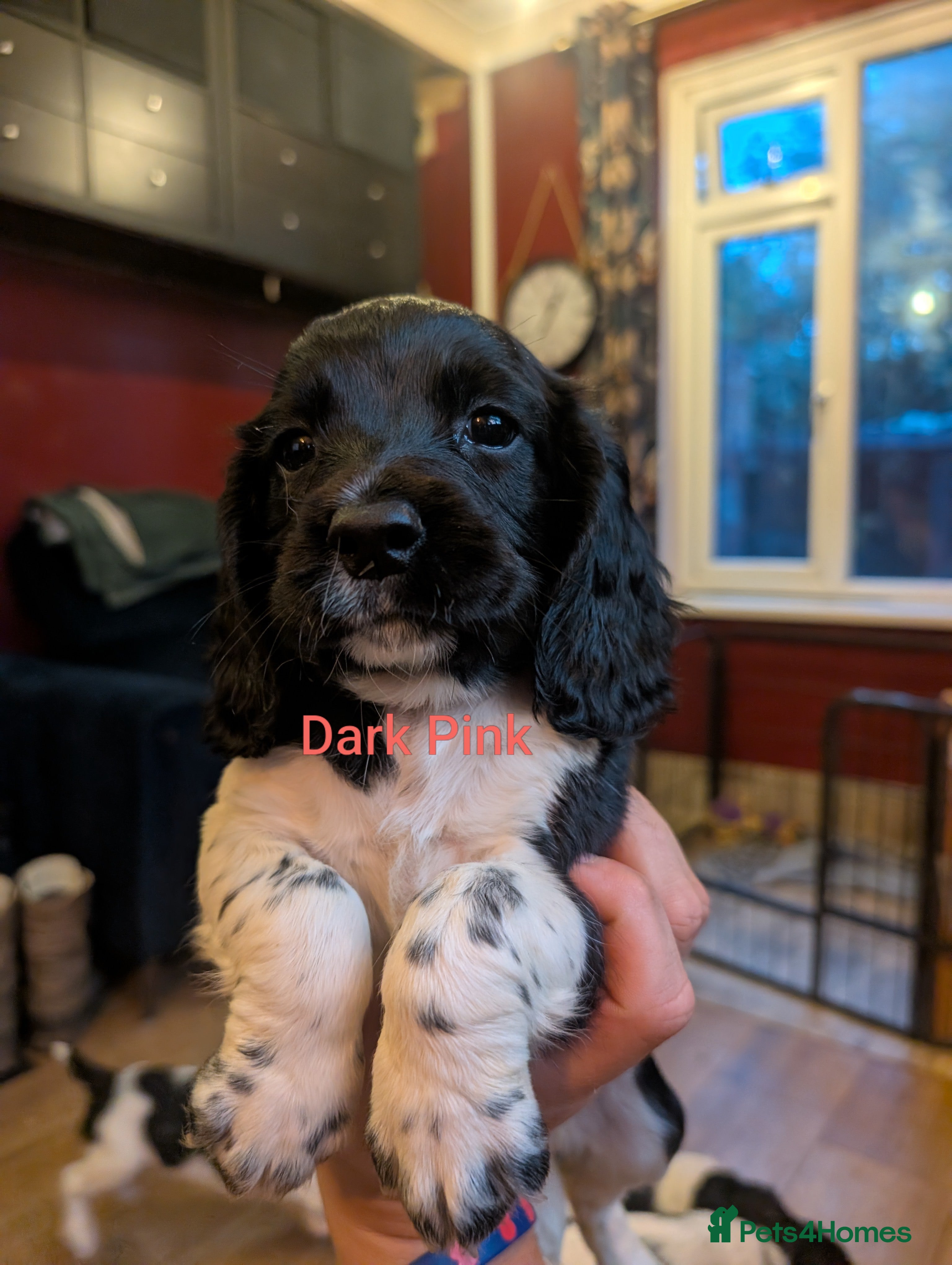 English Springer Spaniel dogs KC registered English Springer spaniels - Advert 2