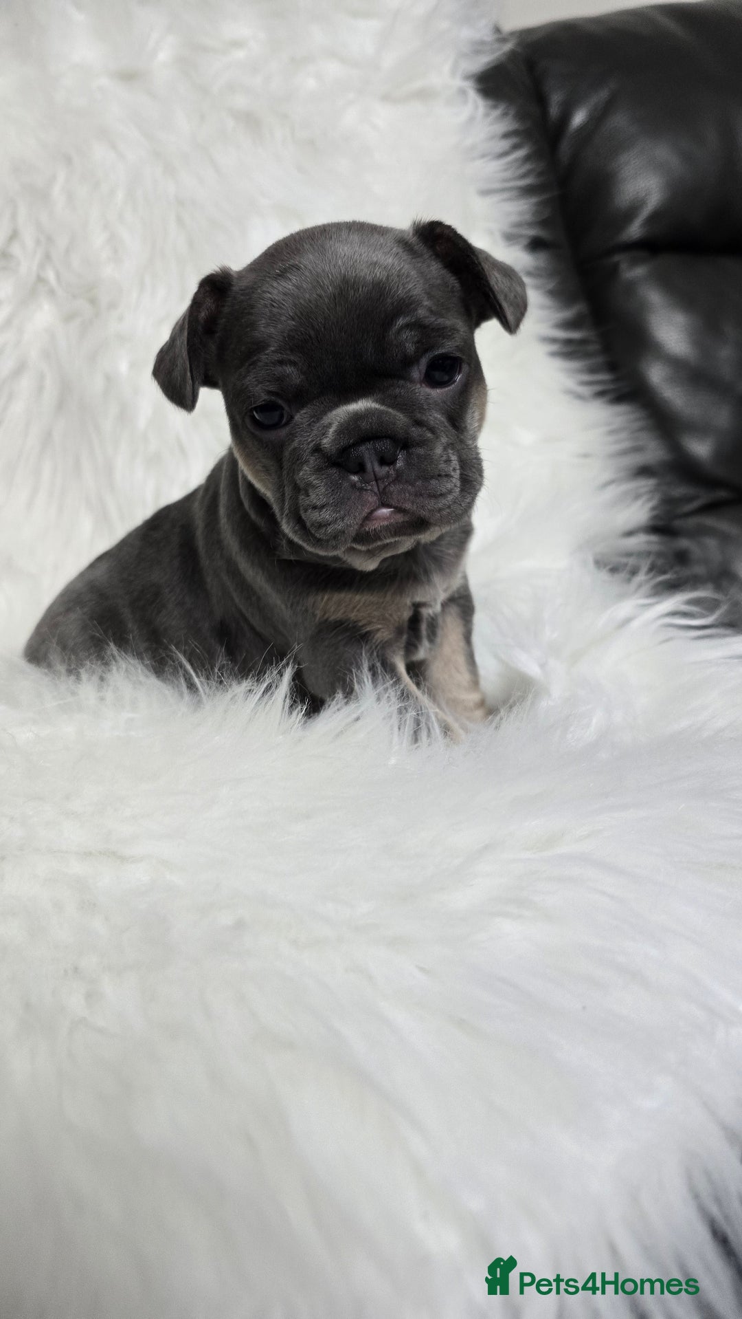 French Bulldog dogs for sale: Stunning french bulldog puppies - Advert 11