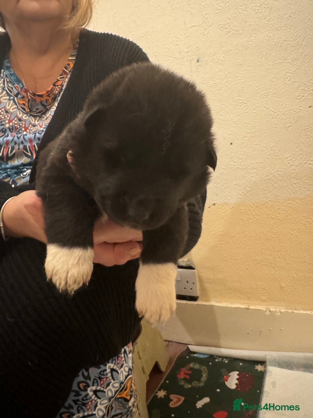 Akita dogs for sale: Black Mask American Akita Puppies - Advert 14