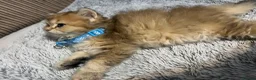 British Longhair cats for sale: 5 British longhairs for sale in London - Advert 4