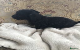 Jackapoo dogs for sale: ***READY NOW*** Gorgeous Jackapoo puppies - Image 18
