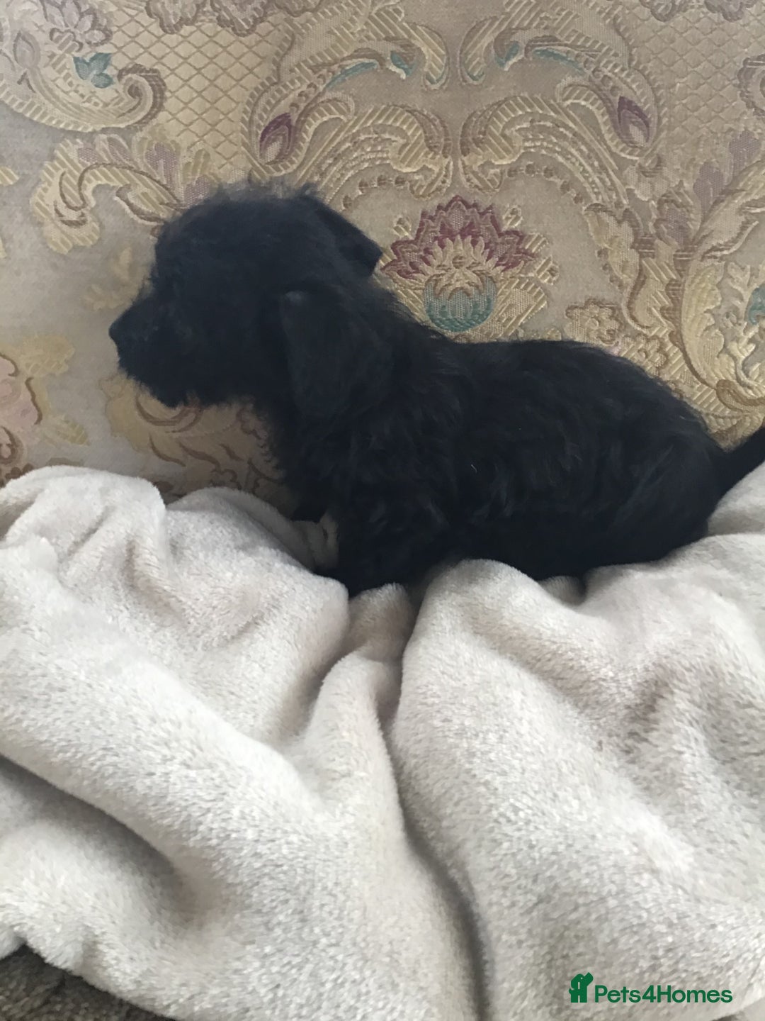 Jackapoo dogs for sale: ***READY NOW*** Gorgeous Jackapoo puppies - Image 18