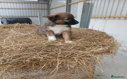 Border Collie dogs for sale: Beautiful long hair puppies  - Image 5