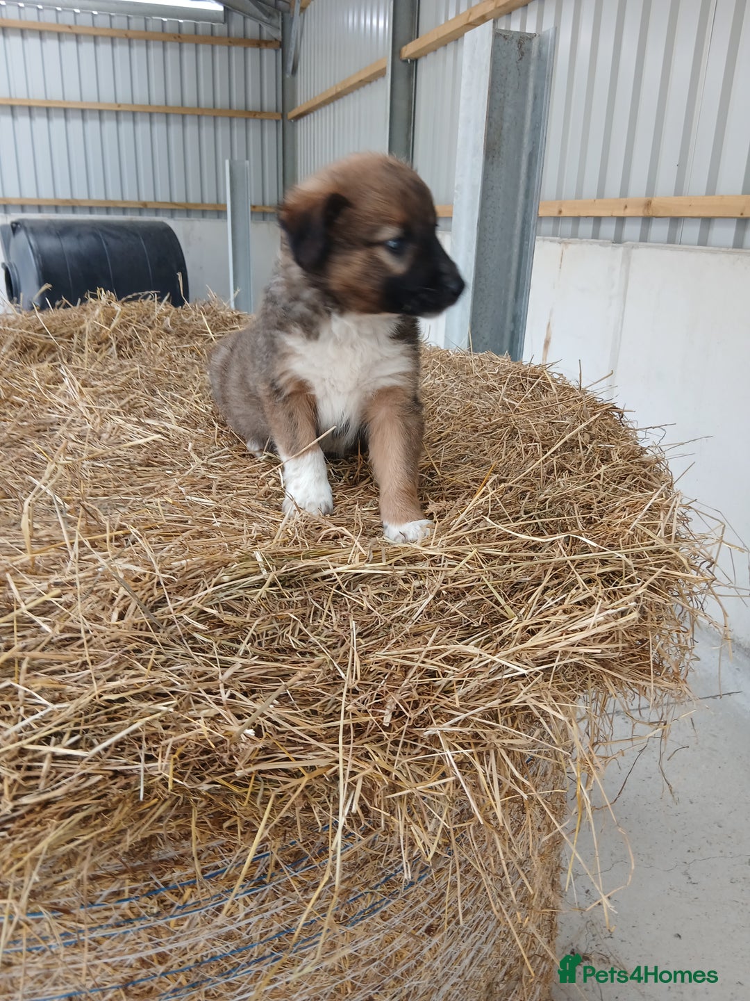 Border Collie dogs for sale: Beautiful long hair puppies  - Image 5
