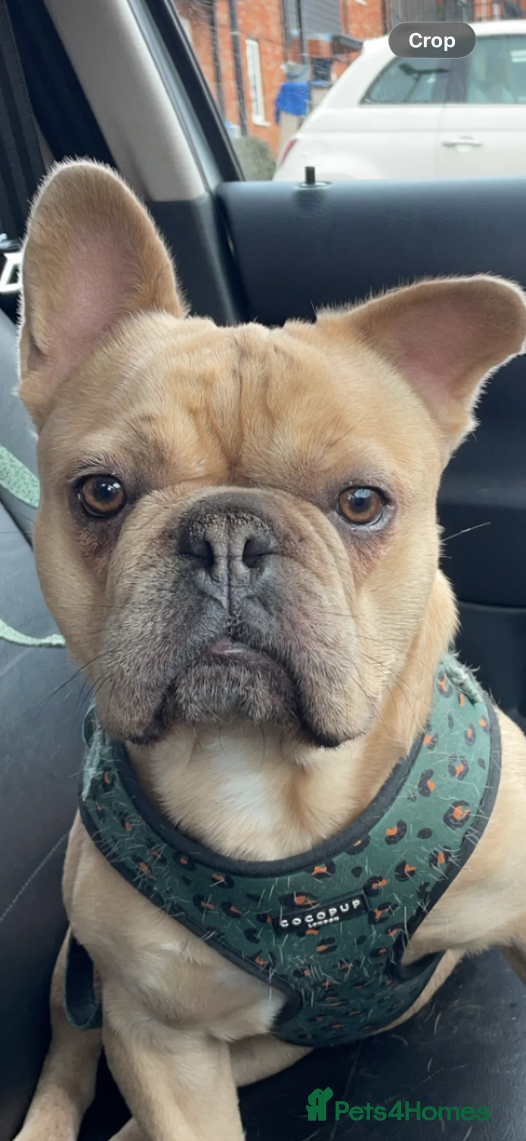 French Bulldog dogs for sale: French bull dog  - Advert 2