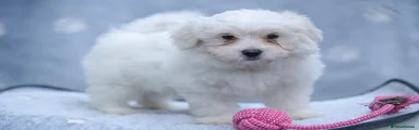 Maltese Puppy 4