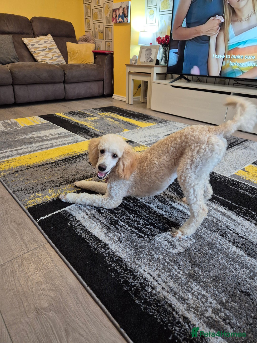 Miniature Poodle dogs for sale: Mini poodle  - Image 6