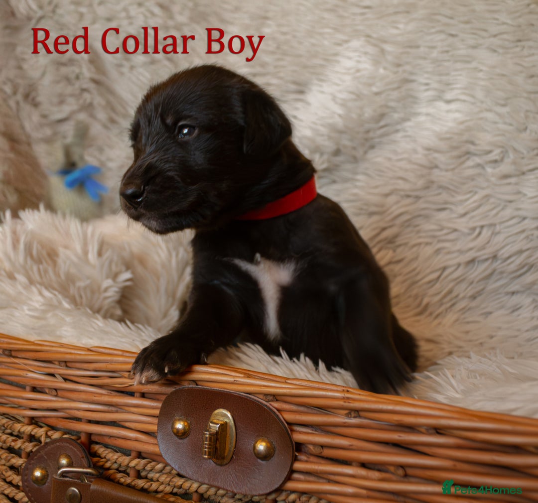Mixed Breed dogs for sale: 10 Beautiful bedlington whippet x lurcher puppies! - Image 6