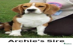 Beagle dogs for stud: Archie - Quality Proven KC Stud Dog in Plymouth - Image 12