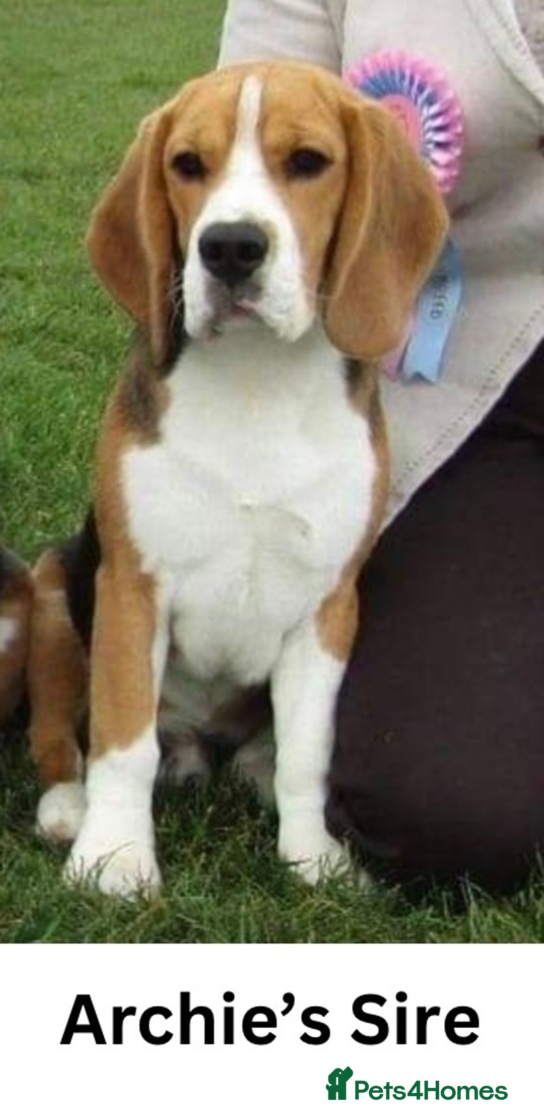 Beagle dogs for stud: Archie - Quality Proven KC Stud Dog in Plymouth - Image 12