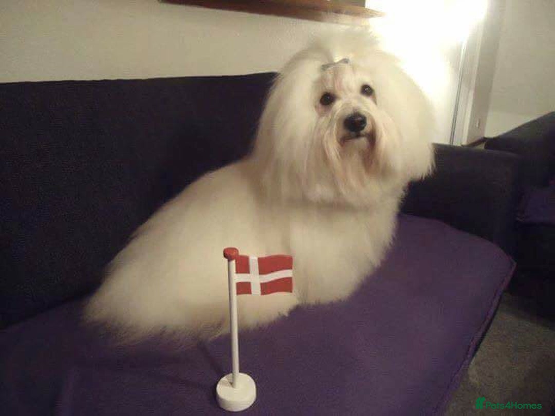 Coton De Tulear dogs for sale: K.C reg Coton de Tulear Puppies inc. World Champio - Advert 23