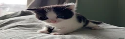 Mixed Breed cats for sale: Five gorgeous kittens for sale  - Advert 2