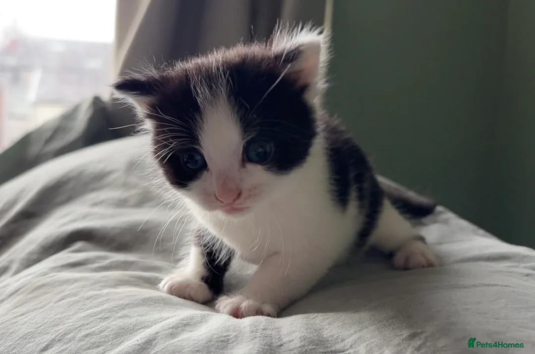 Mixed Breed cats for sale: Five gorgeous kittens for sale  - Advert 2
